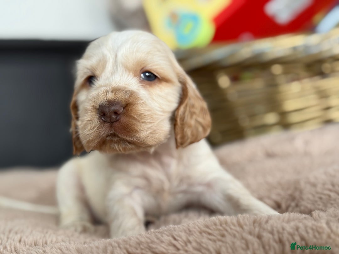 Cocker Spaniel dogs for sale: Show type cocker spaniels  - Image 25