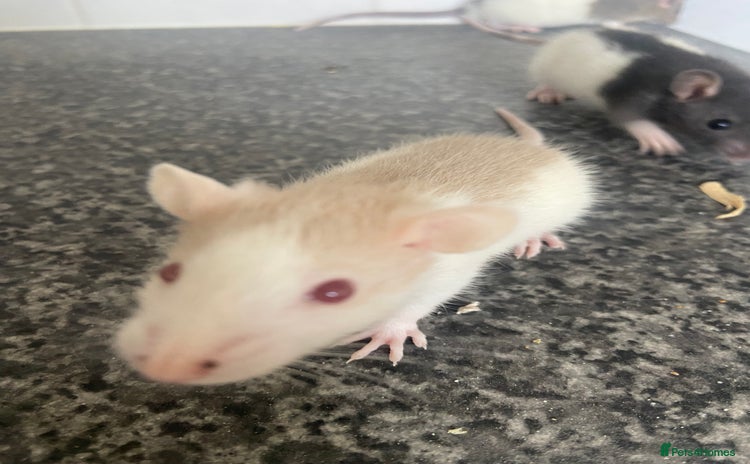 Rat rodents - Advert 4