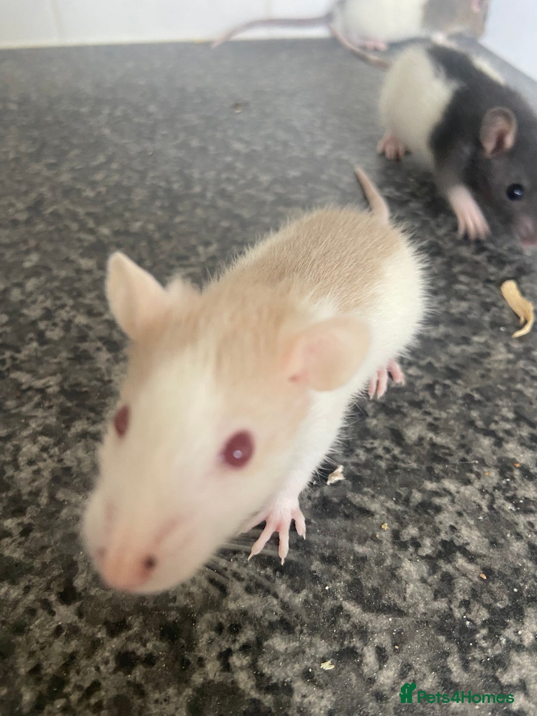 Rat rodents for sale: Pet rats - Image 1