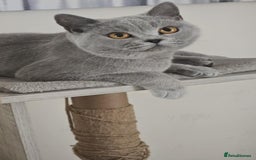 British Shorthair cats for sale: GCCF BSH Girl - Image 5