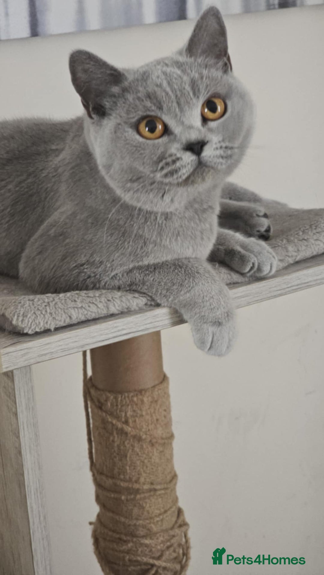 British Shorthair cats for sale: GCCF BSH Girl - Image 5