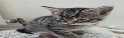 Mixed Breed cats for sale: Six boys and one girl😍😍😍 - Advert 22