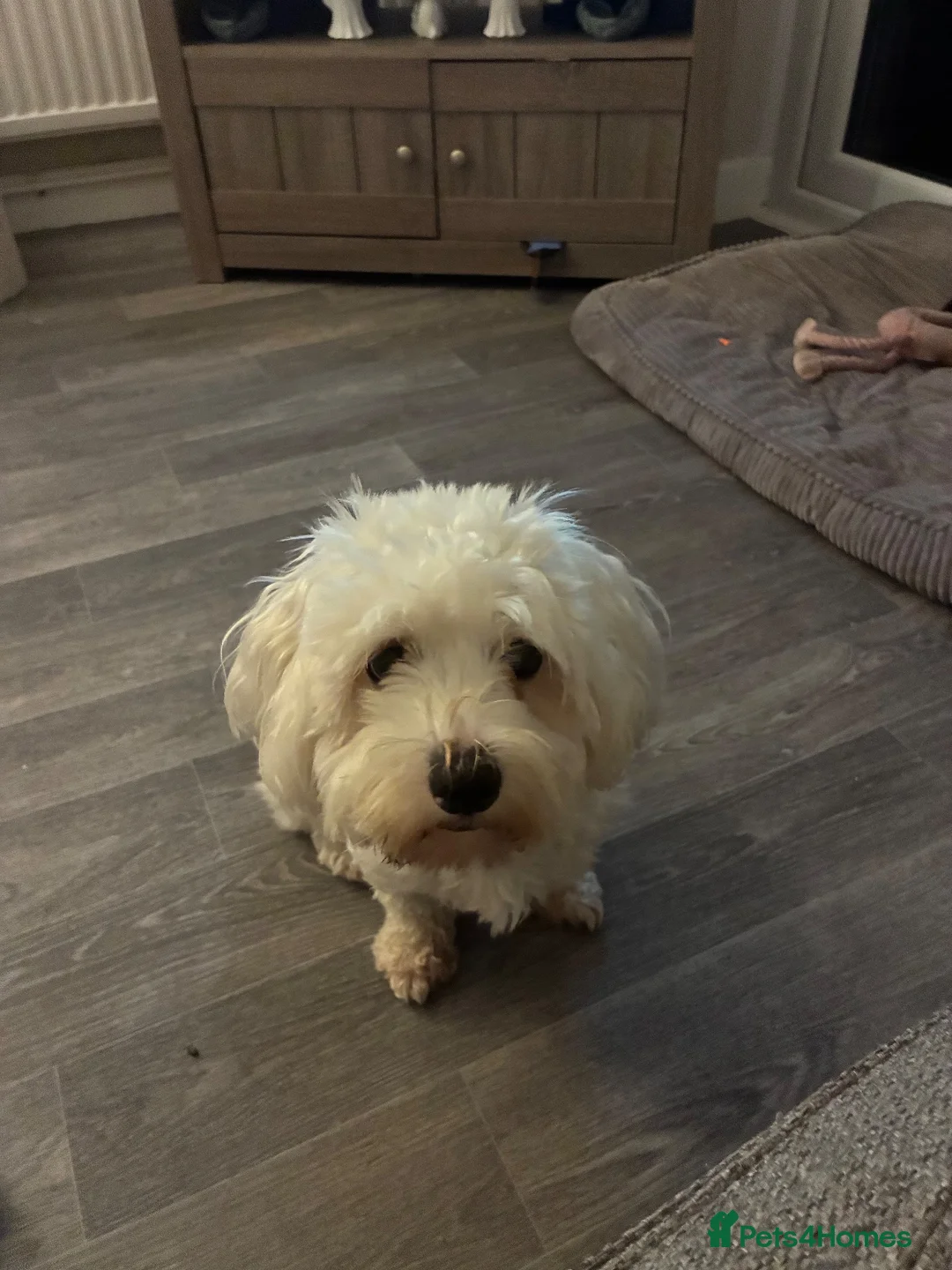 Mixed Breed dogs for sale: 2 year old Maltese cross  in Manchester - Advert 2