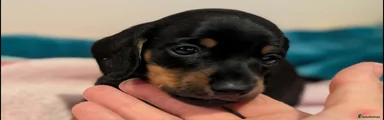 Miniature Dachshund Puppy 2