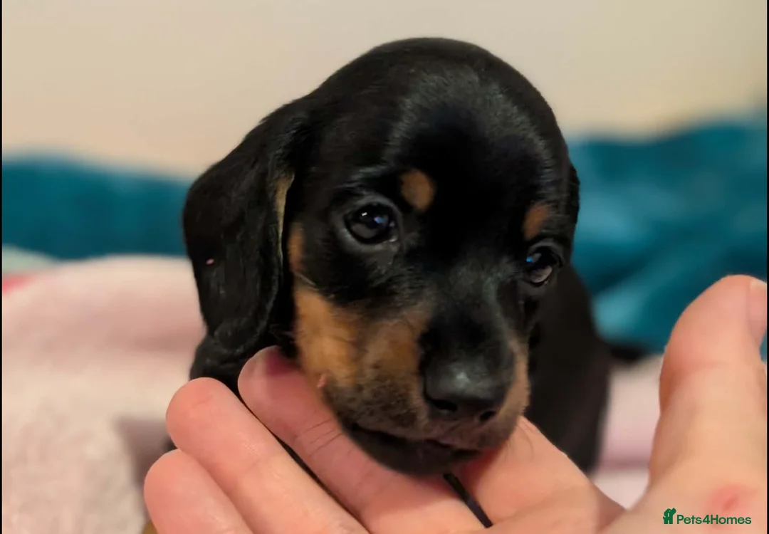 Miniature Dachshund dogs for sale: Miniature dachshund babies  - Advert 12