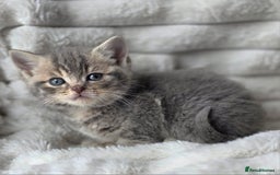 British Shorthair cats for sale: Gorgeous British Short-hair cross Kittens  - Image 9