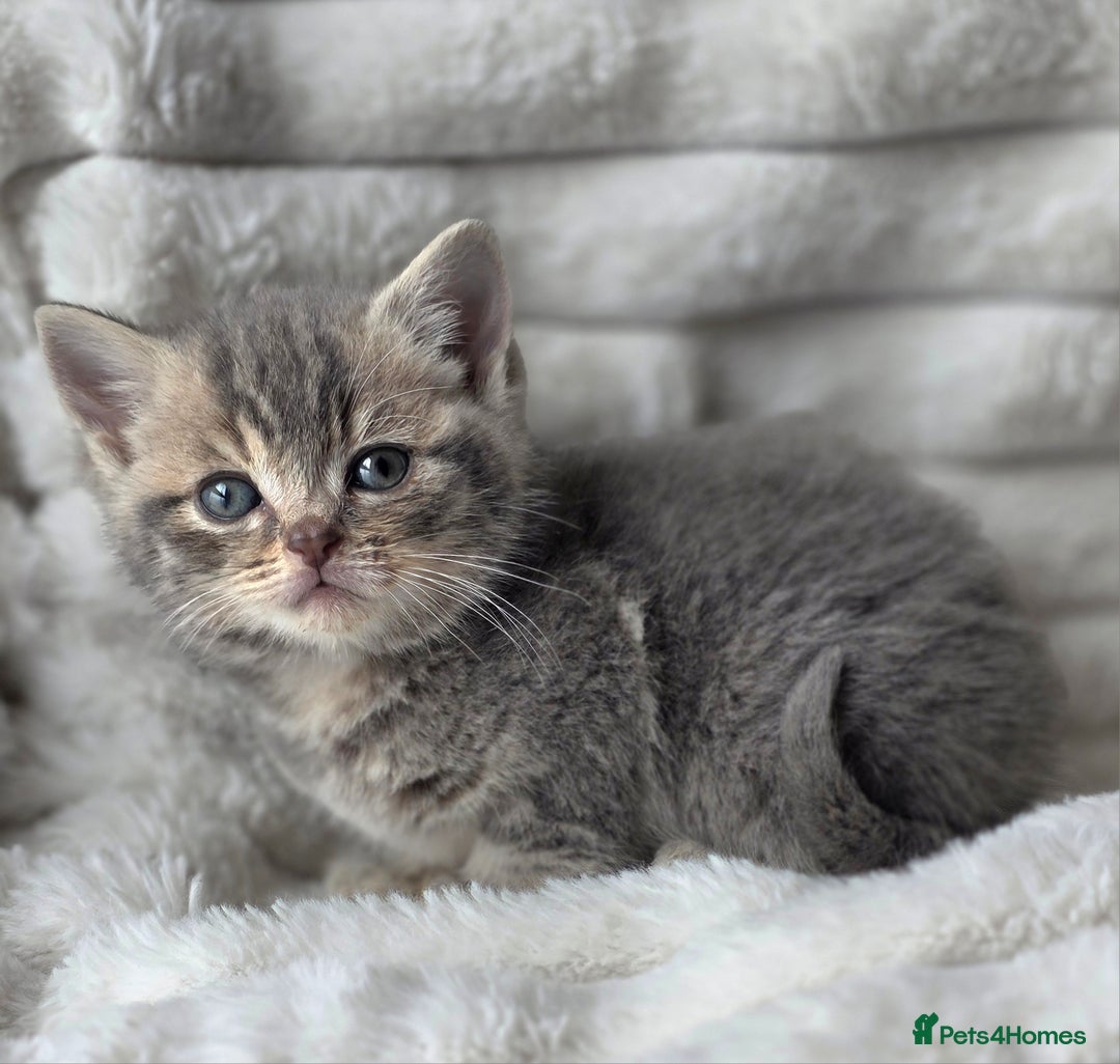British Shorthair cats for sale: Gorgeous British Short-hair cross Kittens  - Image 9