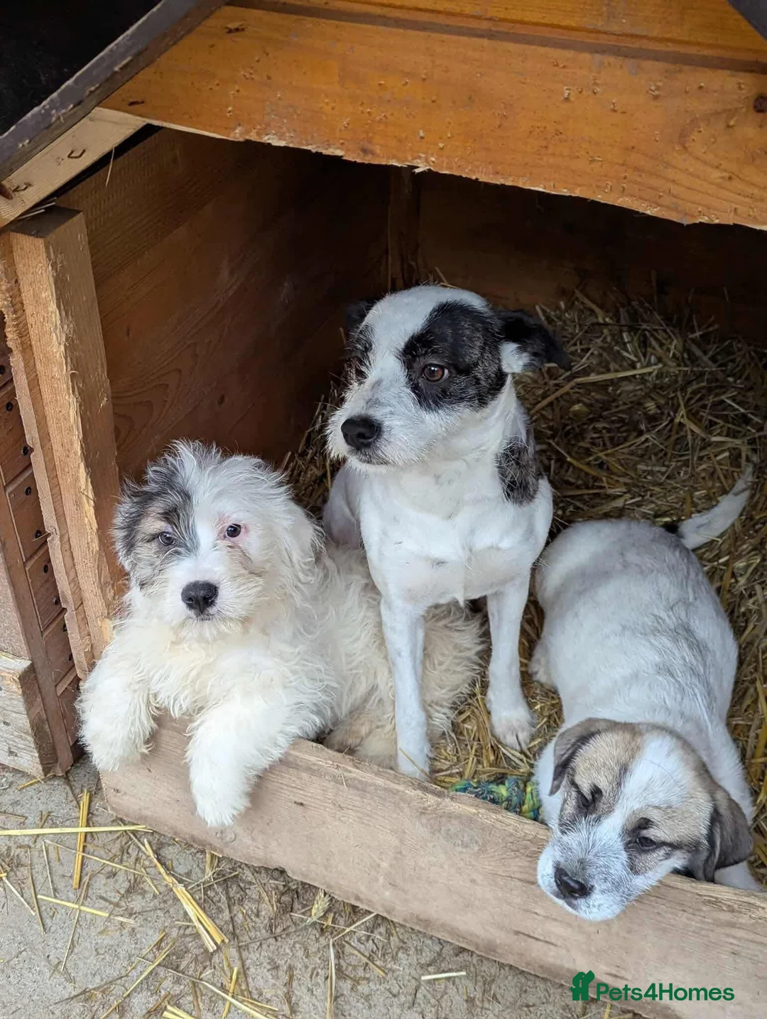 Mixed Breed dogs for adoption: Marble  - Advert 2