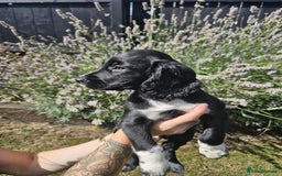 Cocker Spaniel dogs for sale: Black and white roan boy left 9 weeks - Image 14