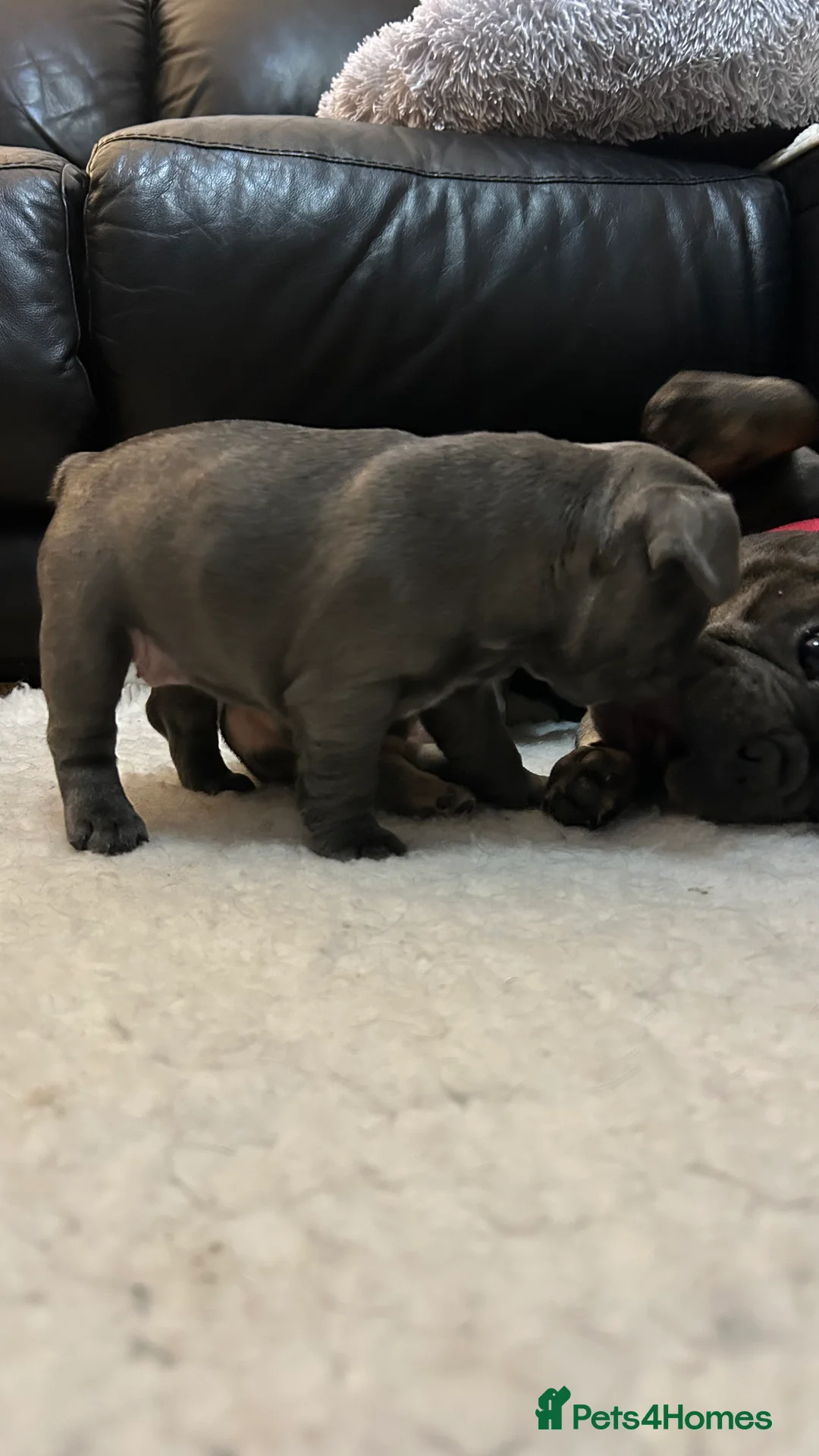 French Bulldog dogs for sale: Playful snuggly Puppies  - Advert 11