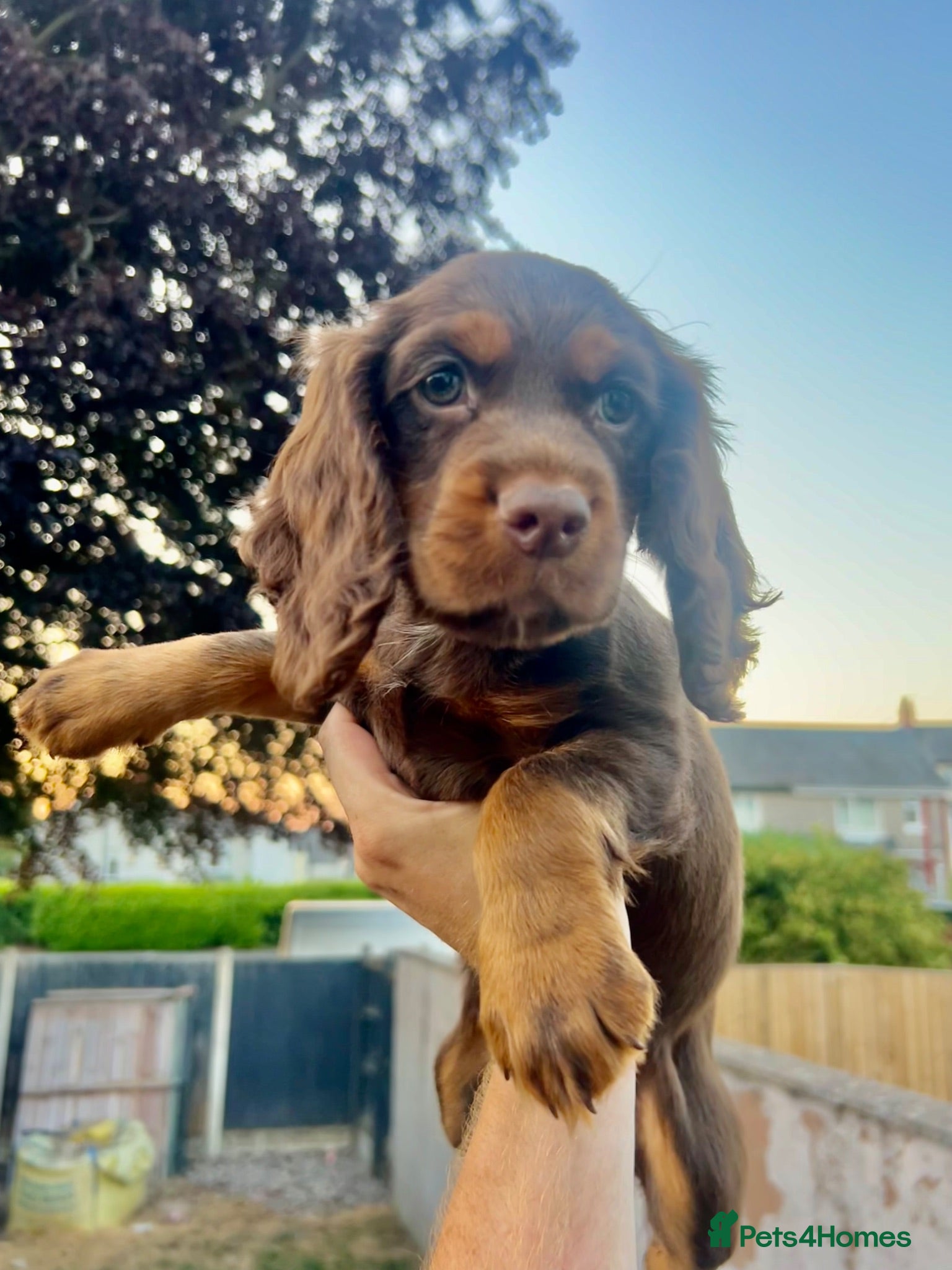 Cocker Spaniel dogs KC Cocker spaniel girl ready now  - Advert 7