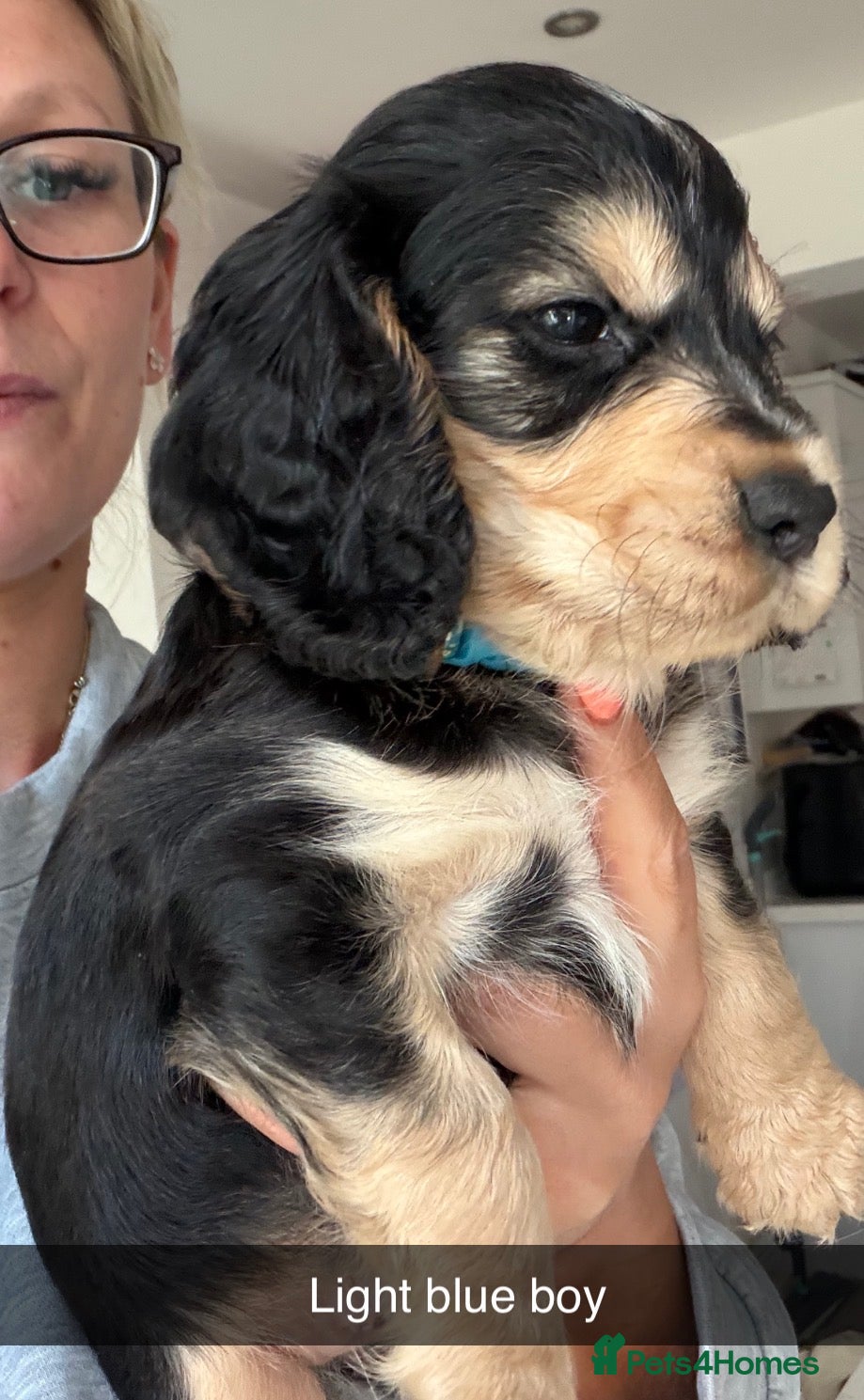 Cocker Spaniel dogs Show cocker spaniel puppies selling fast - Advert 17