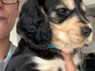 Cocker Spaniel dogs Show cocker spaniel puppies selling fast - Advert 17