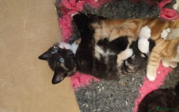 British Shorthair cats for sale: Adorable kittens  in Great Missenden - Image 5