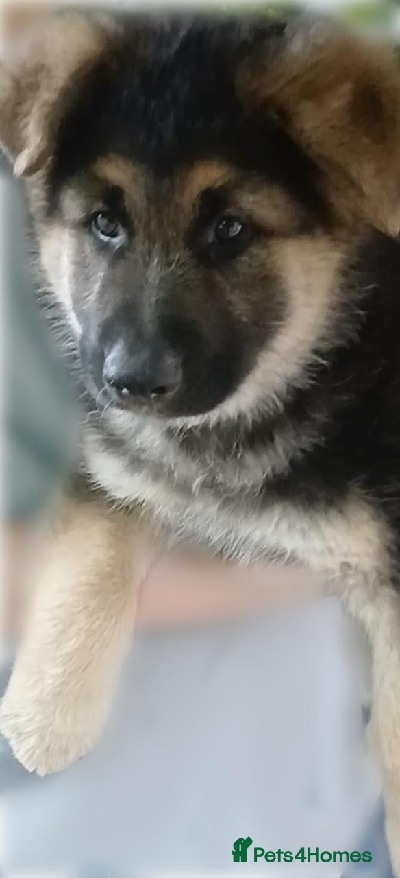 German Shepherd dogs *READY NOW* GERMAN SHEPHERD PUPS - Advert 3