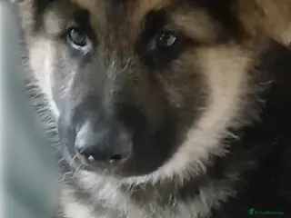 German Shepherd dogs *READY NOW* GERMAN SHEPHERD PUPS - Advert 3