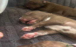 Mixed Breed dogs for sale: Bull Greyhound/Whippet Pups - Advert 4