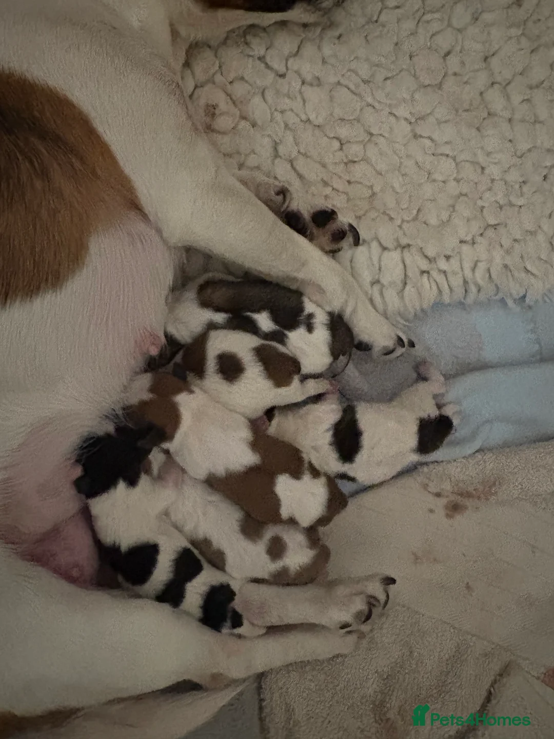 Mixed Breed dogs for sale: Jack Russell x  Zoochon Puppies  - Advert 3