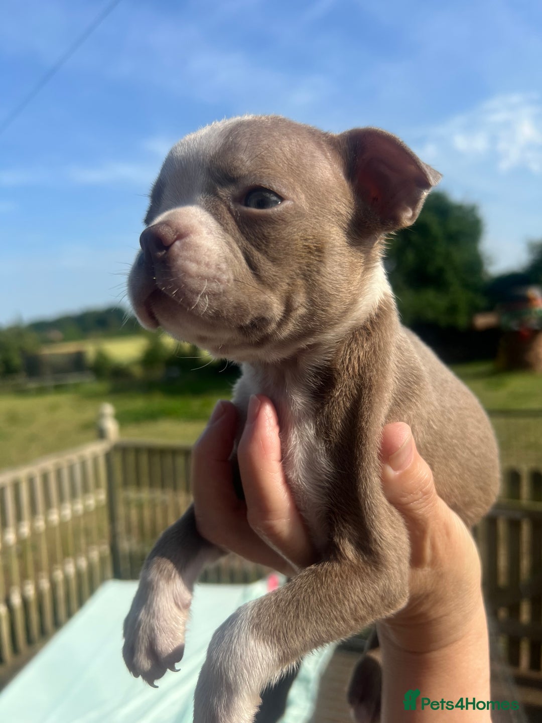 Boston Terrier dogs for sale: KC stunning chunky Boston Terriers - Image 31