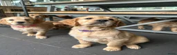 Mixed Breed dogs for sale:  ☘️ Golden Irish puppies available  ☘️ - Advert 1