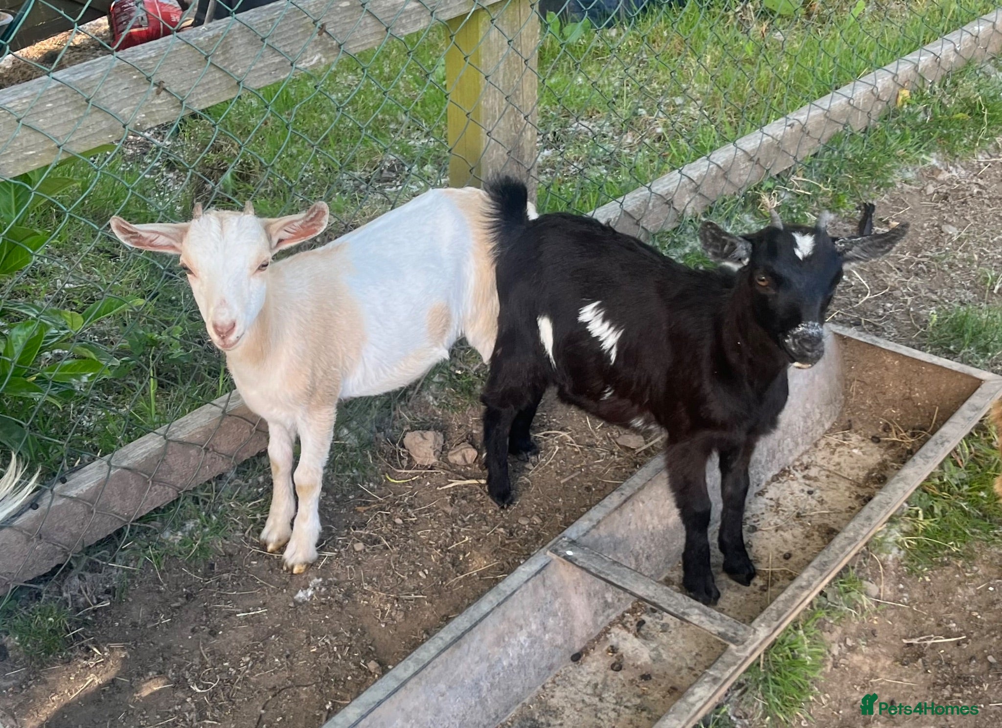 Goats livestock Pygmy X Female & Wether - Advert 19