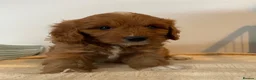 Cavapoo dogs for sale: ADORABLE CAVAPOO PUPPIES  - Advert 6
