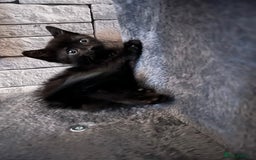 Mixed Breed cats for sale: Cuddle Puddle - Image 8
