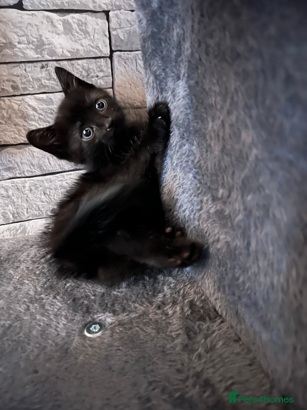 Mixed Breed cats for sale: Cuddle Puddle - Image 8