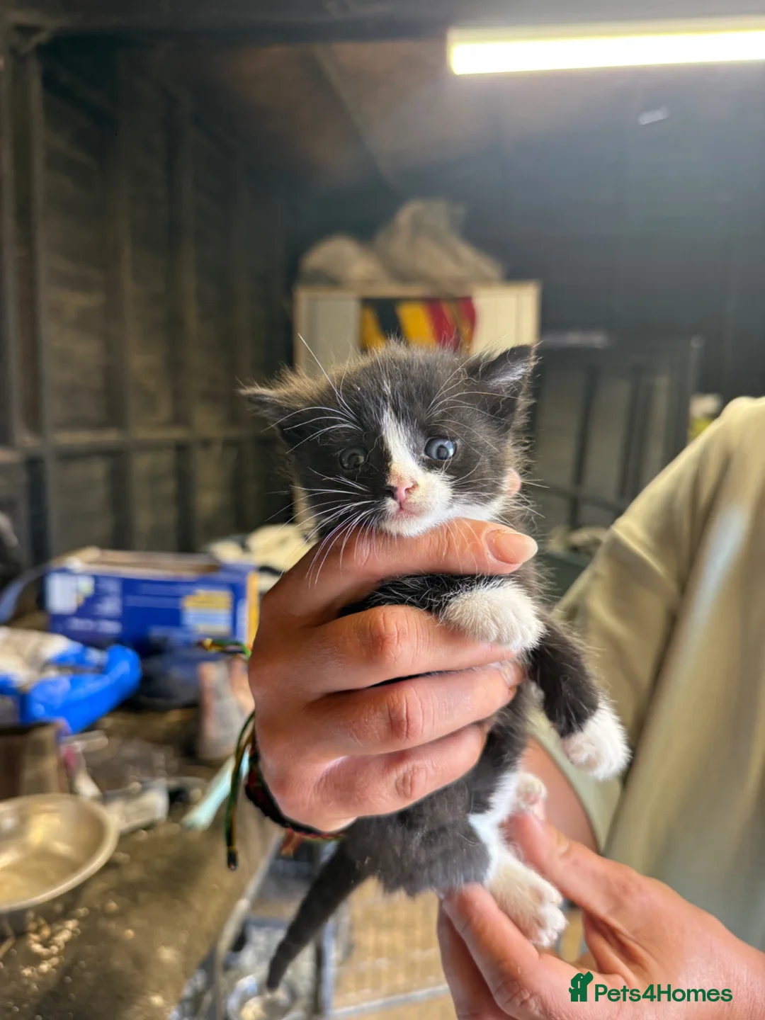 Mixed Breed cats for sale: Cute kittens for sale  - Advert 1