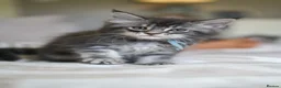 Maine Coon cats for sale:  Reduced full breed Maine coon kittens ready now  - Advert 28