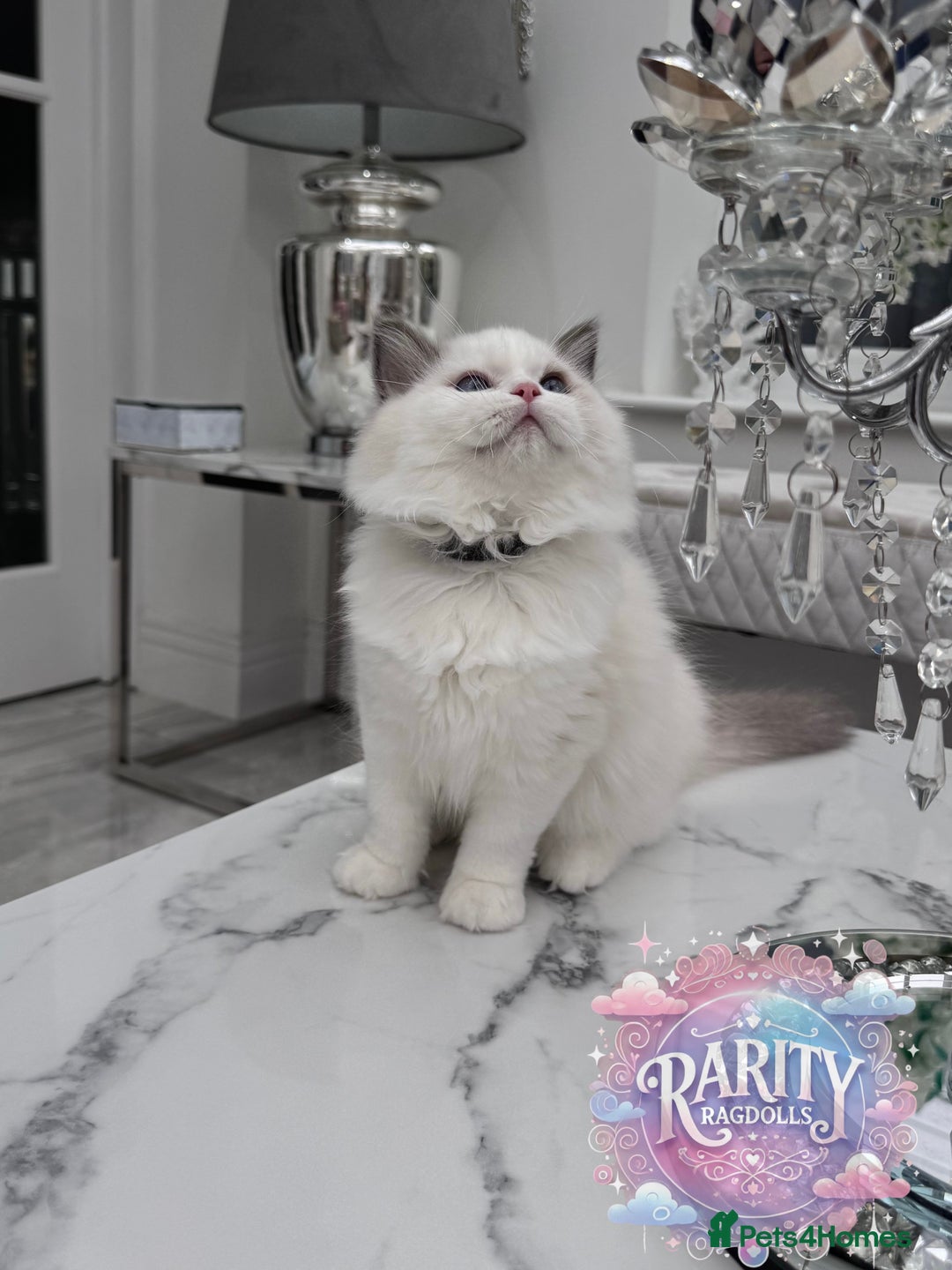 Ragdoll cats for sale: Ragdolls kittens from Chinese bloodline  - Image 6