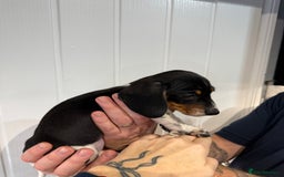 Miniature Dachshund dogs for sale: 2 miniature dachshund puppies  - Advert 8