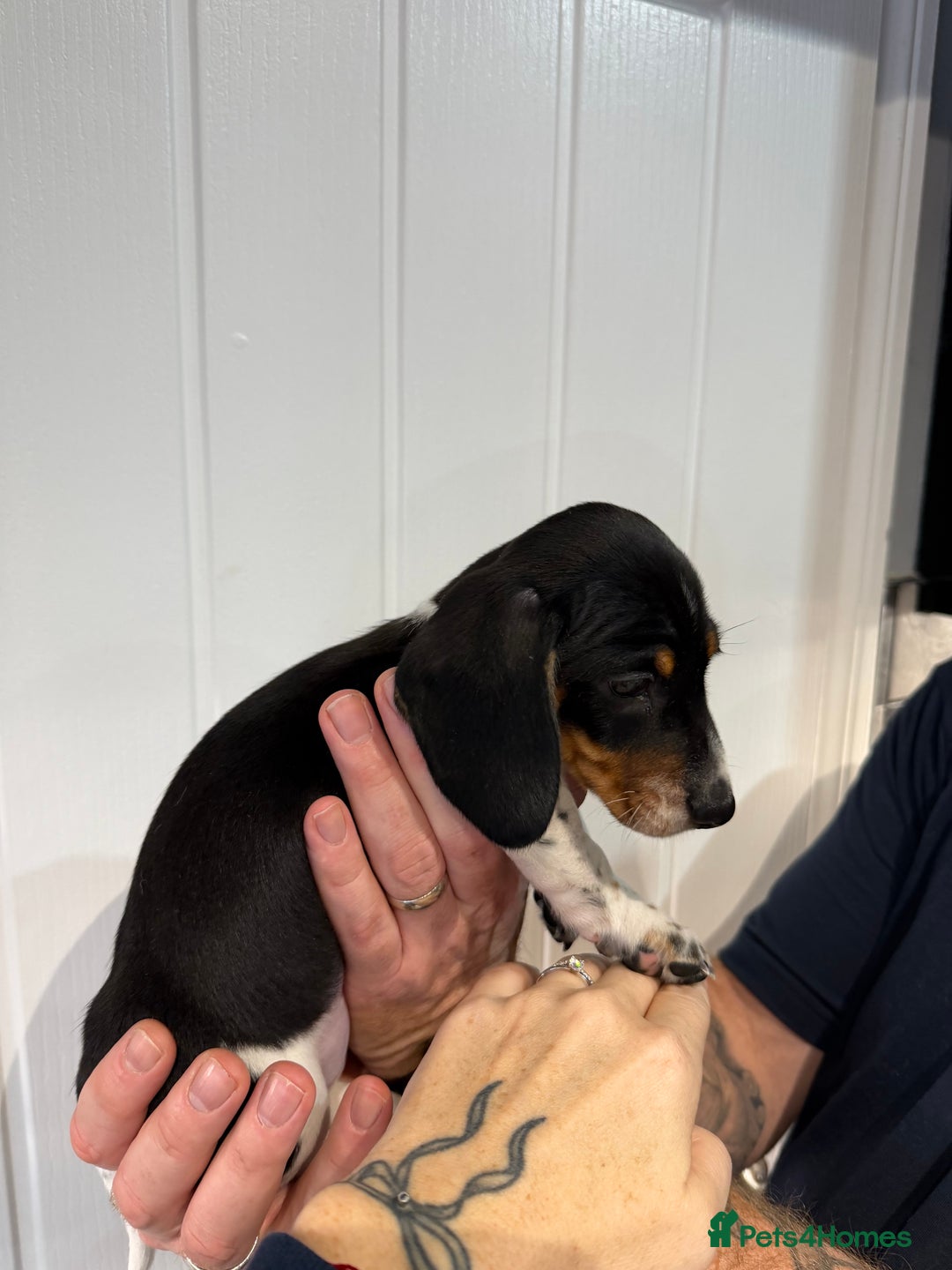 Miniature Dachshund dogs for sale: 2 miniature dachshund puppies  - Advert 8