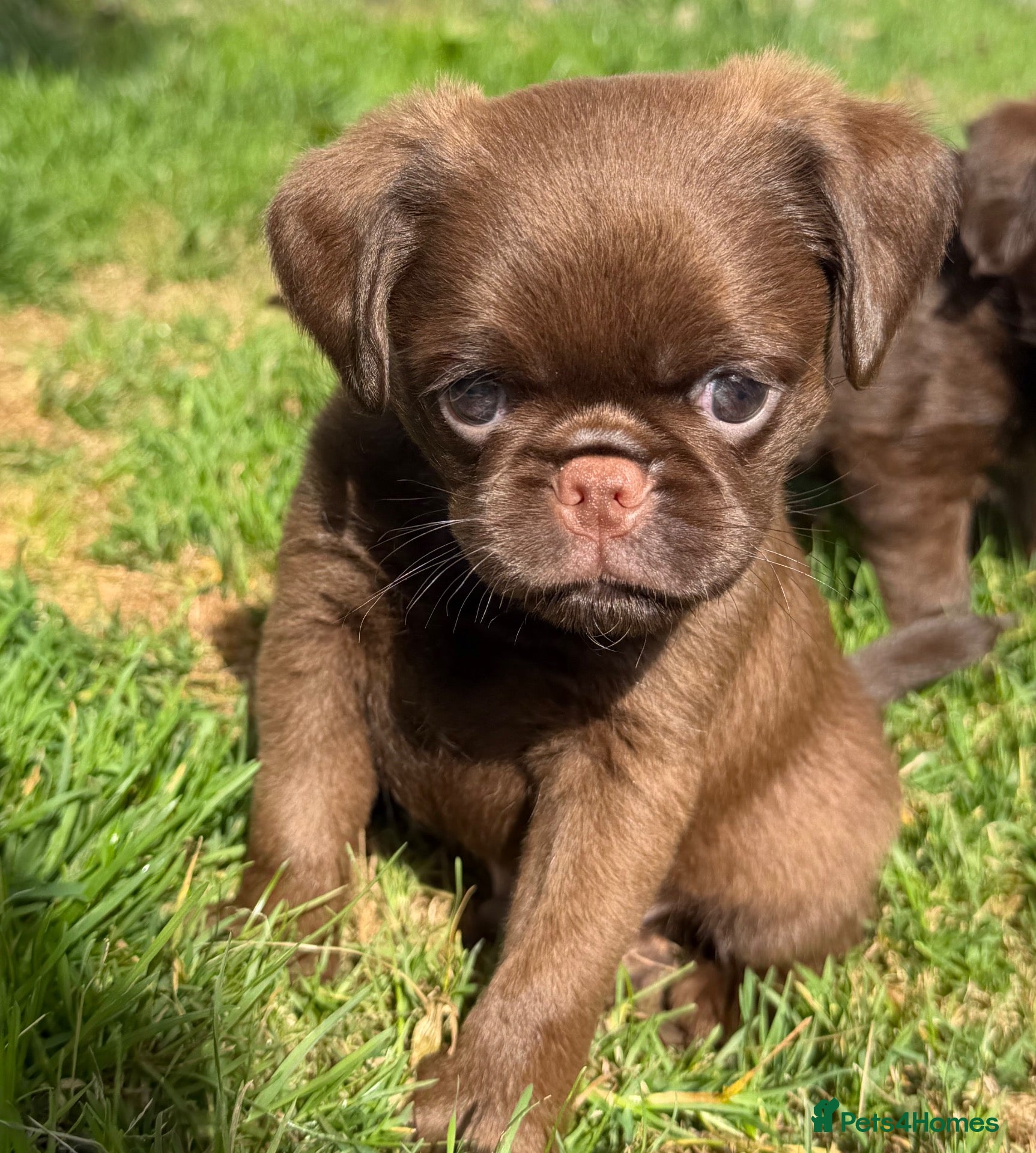 Griffon Bruxellois dogs 5 Gorgeous Chocolate Griffons  - Advert 1