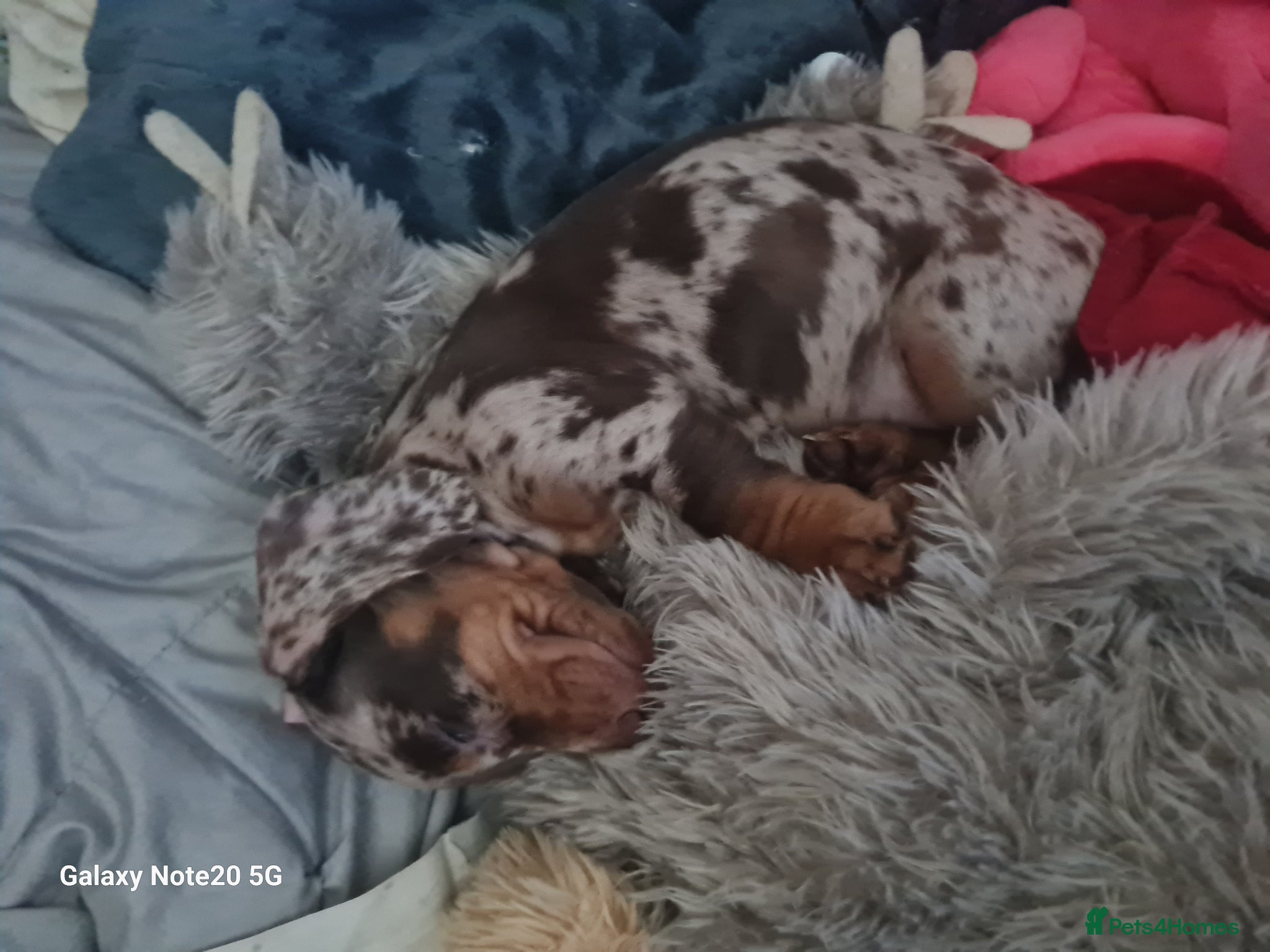 Dachshund dogs Minature daschund beautiful puppies - Advert 3