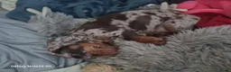 Dachshund dogs for sale: Minature daschund beautiful puppies - Advert 8
