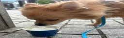 Pomeranian dogs for sale: Panko  in Harlow - Advert 6