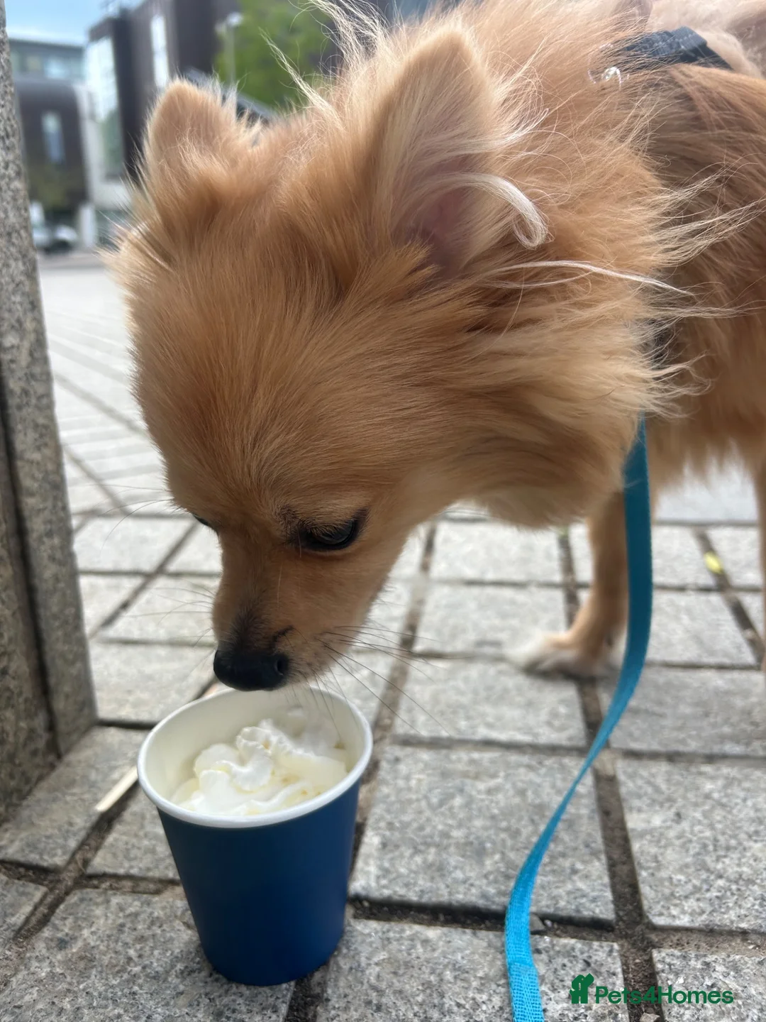 Pomeranian dogs for sale: Panko  in Harlow - Advert 6