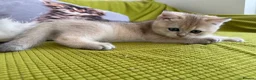 British Longhair cats for sale: Pure Bread British Longhair and Shorthair kittens - Advert 6