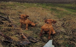 Hungarian Vizsla dogs for sale: Gamekeeper bred KC registered Crufts progeny - Image 29