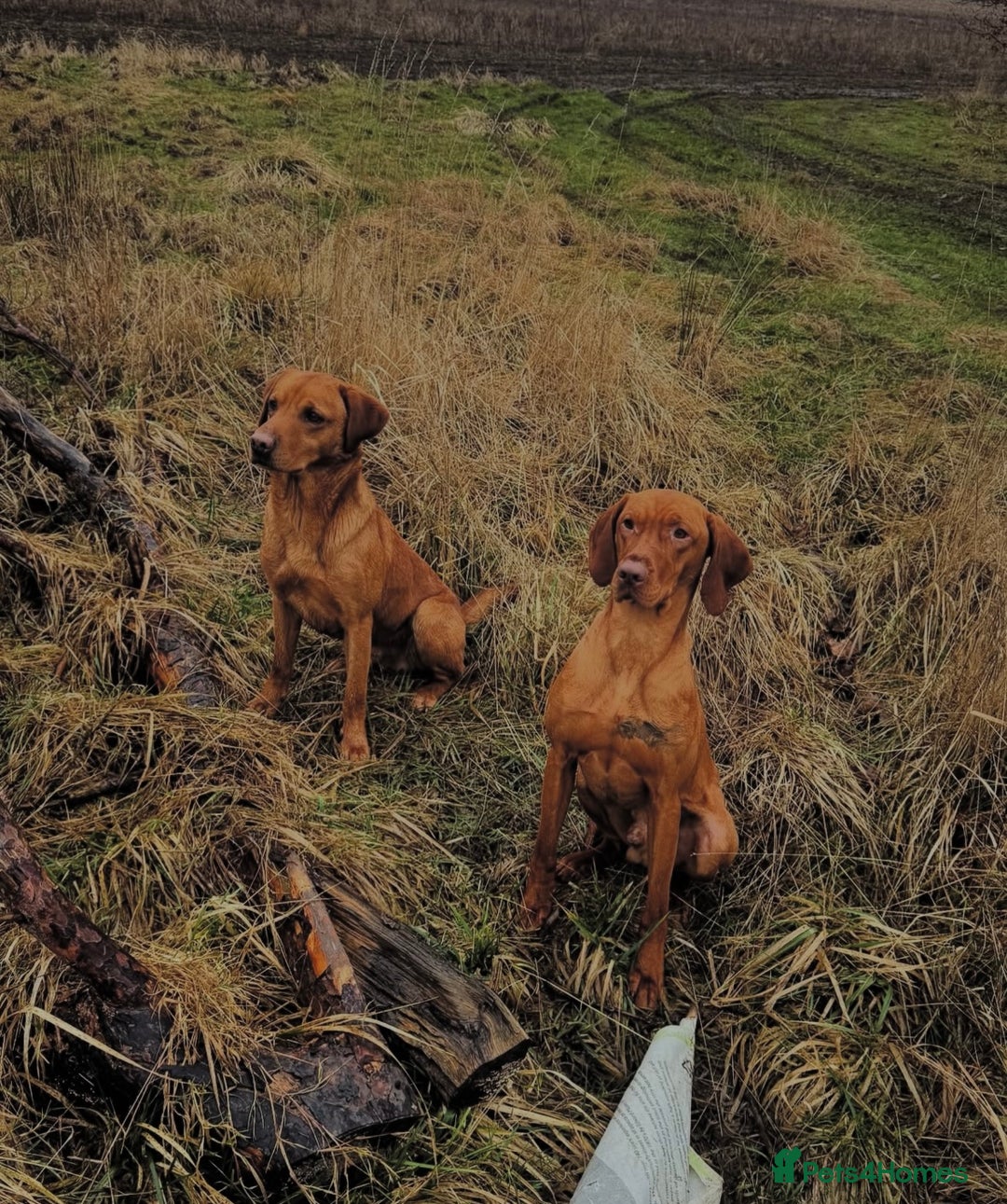 Hungarian Vizsla dogs for sale: Gamekeeper bred KC registered Crufts progeny - Image 29