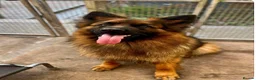 German Shepherd dogs for sale: Beautiful KC Reg puppies for sale  in Bishop Auckland - Advert 3