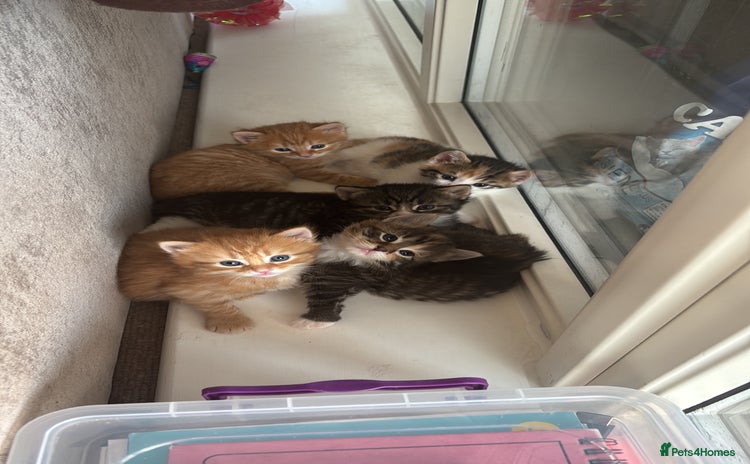 Domestic Shorthair cats - Advert 2
