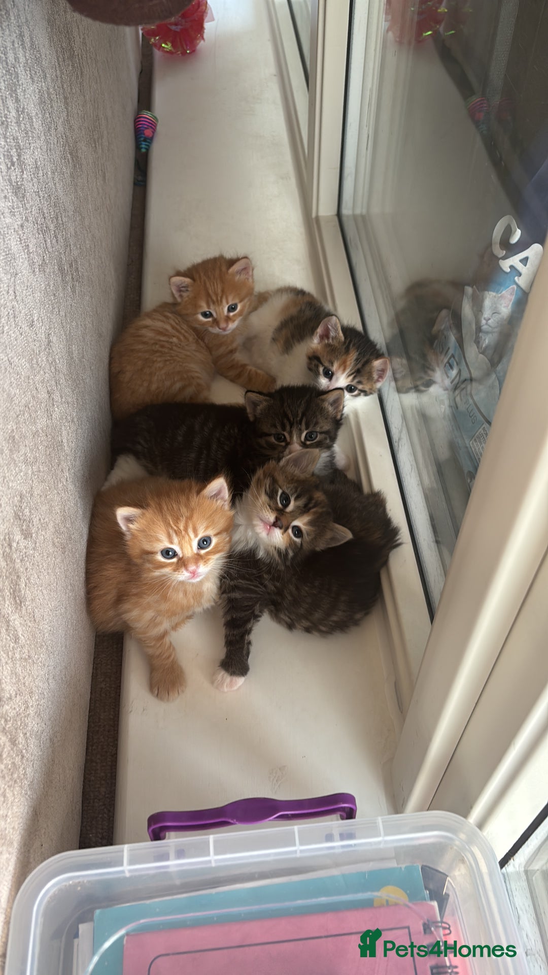 Domestic Shorthair cats for sale: Siberian Mixed (Fluffy Kittens)  - Image 1