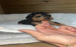 Cockapoo dogs for sale: Toy miniature cockapoo puppy’s  - Image 15