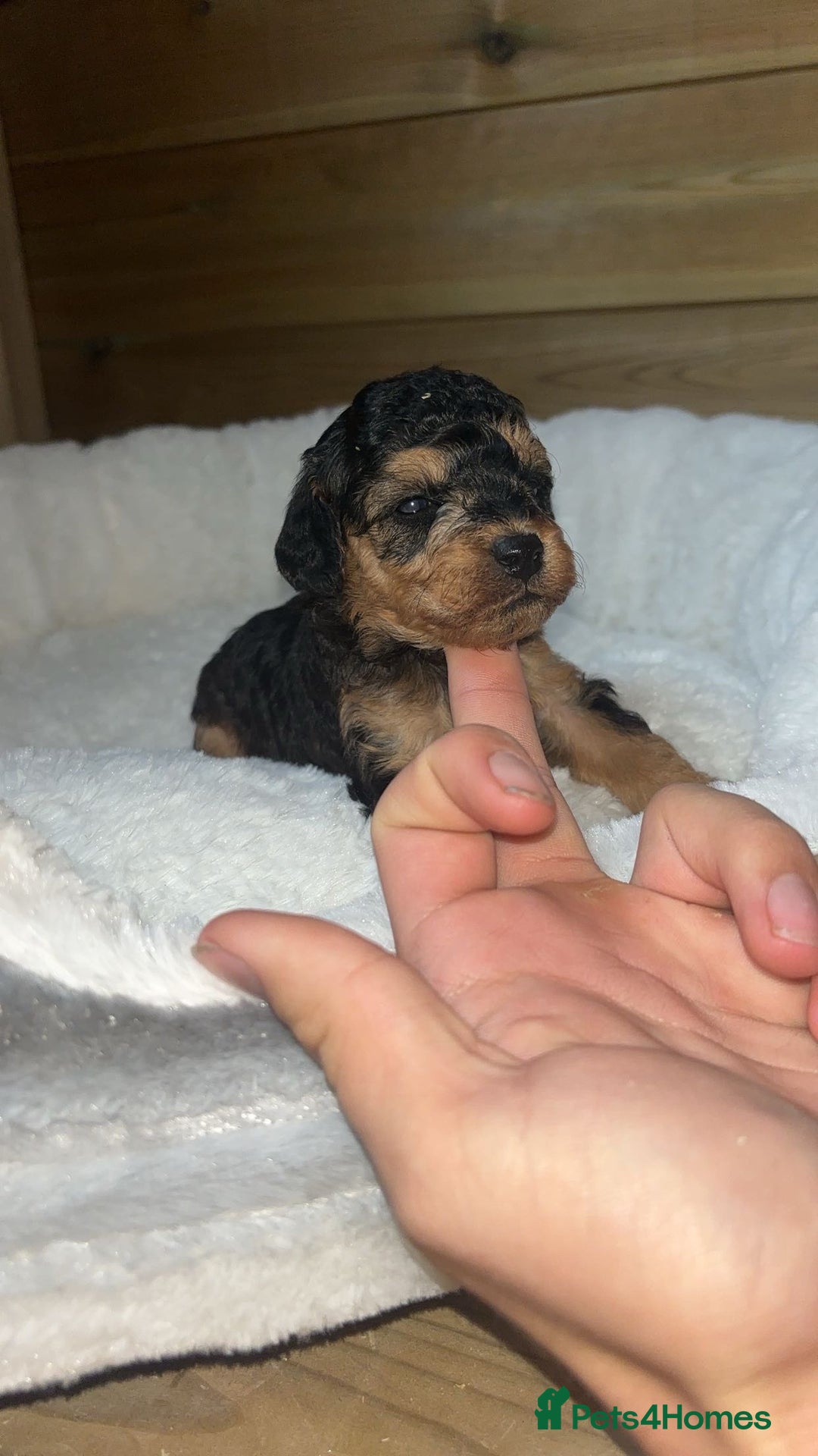 Cockapoo dogs for sale: Toy miniature cockapoo puppy’s  - Image 15