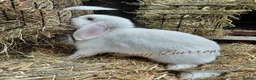 Mini Lop rabbits for sale: Mini Lop  - Advert 3