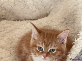 Maine Coon cats for sale: Stunning Maine coon - Advert 1