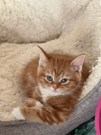 Maine Coon cats Stunning Maine coon - Advert 3