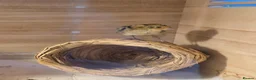 Quail poultry for sale: Corturnix quail chicks  - Advert 5
